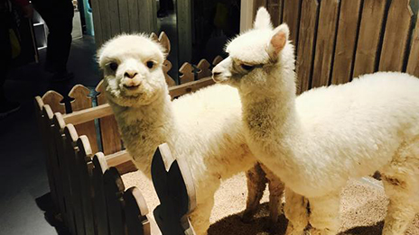 家居賣場開動物樂園，羊駝、土撥鼠等600只動物齊聚